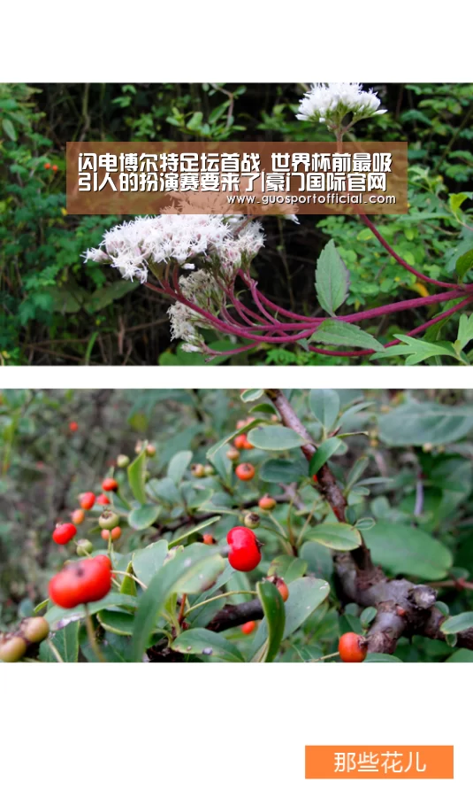 闪电博尔特足坛首战 世界杯前最吸引人的扮演赛要来了|豪门国际官网(图1) 豪门国际官网