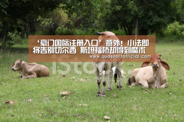 ‘豪门国际注册入口’意外!小法即将告别切尔西 斯坦福桥却得到魔术师的美誉(图1) 豪门国际官网